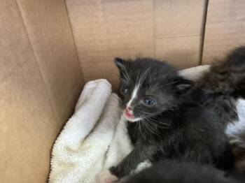 A1921254 -  Domestic Short Hair Cat for Adoption in Thousand Palms, California - A1921254 | PetCurious