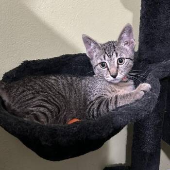 Bailey -  Domestic Short Hair Cat for Adoption in East Brunswick, New Jersey - Bailey | PetCurious