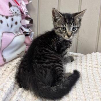 Domestic Short Hair Cats Available for Adoption in Hawthorne, California - Bashful | PetCurious