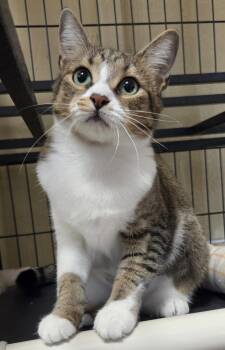 Rescue Domestic Short Hair Cats for Adoption - Margie | PetCurious