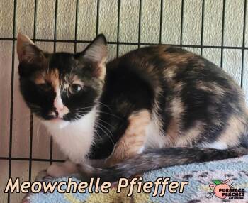 Meowchelle Pfieffer -  Domestic Short Hair Cat for Adoption in Douglasville, Georgia - Meowchelle Pfieffer | PetCurious