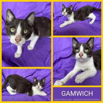 Gamwich -  Domestic Short Hair Cat for Adoption in Corpus Christi, Texas - Gamwich | PetCurious