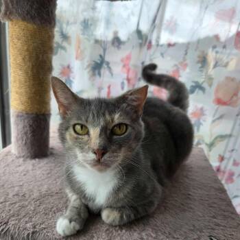 Rescue Dilute Calico and Tabby Cats for Adoption in Greensburg, Pennsylvania - Millie | PetCurious