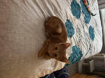 Leprechaun -  Domestic Short Hair Cat for Adoption in Fruit Heights, Utah - Leprechaun | PetCurious