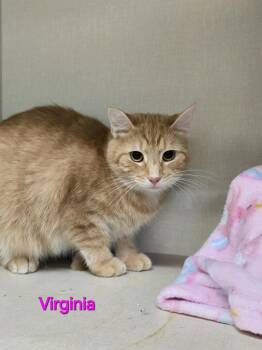 Rescue Domestic Short Hair Cats for Adoption in Saint Marys, Pennsylvania - Virginia | PetCurious