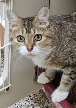 Crabapple Jam -  Domestic Short Hair Cat for Adoption in Little Rock, Arkansas - Crabapple Jam | PetCurious