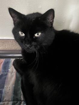 Bradley -  Domestic Short Hair Cat for Adoption in Santa Rosa, California - Bradley | PetCurious