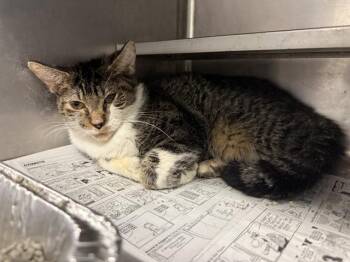 Rescue Domestic Short Hair Cats for Adoption in Aurora, Illinois - EZEKIEL | PetCurious