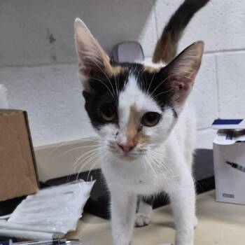 Jolly -  Domestic Short Hair Cat for Adoption in Ardmore, Oklahoma - Jolly | PetCurious