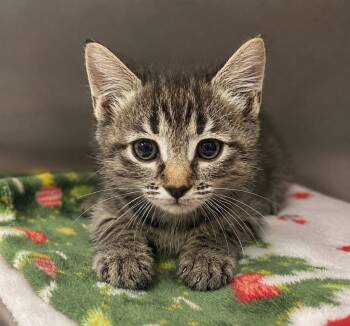 Layla -  Domestic Short Hair Cat for Adoption in Columbia, Tennessee - Layla | PetCurious