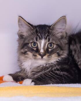 TRISTAN (0044) -  Domestic Long Hair Cat for Adoption in Bridgeport, Connecticut - TRISTAN (0044) | PetCurious