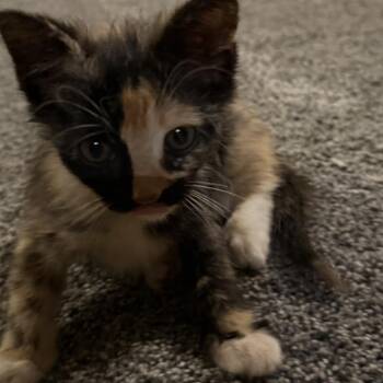Autumn -  Domestic Short Hair Cat for Adoption in Bristol, Indiana - Autumn | PetCurious