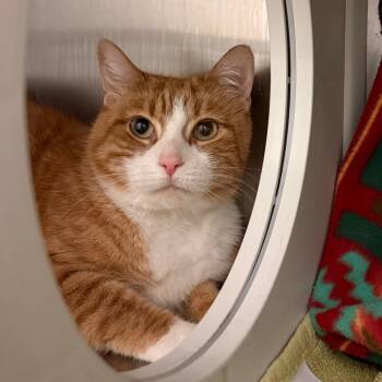 Pumpkin -  Domestic Short Hair Cat for Adoption in Council Bluffs, Iowa - Pumpkin | PetCurious