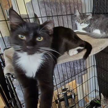 Rescue Domestic Short Hair Cats for Adoption in Grantsville, Utah - Gucci | PetCurious