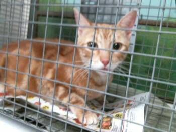 Domestic Short Hair Cats Available for Adoption in Houston, Texas - NORY | PetCurious