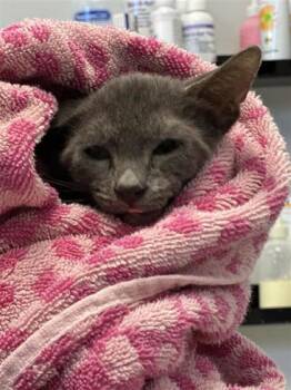 Churros -  Domestic Short Hair Cat for Adoption in West Chester, Pennsylvania - Churros | PetCurious