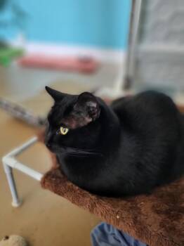 George aka Smokey George -  Domestic Short Hair Cat for Adoption in Germantown, Ohio - George Aka Smokey George | PetCurious