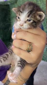 61748922 -  Domestic Long Hair Cat for Adoption in El Paso, Texas - 61748922 | PetCurious