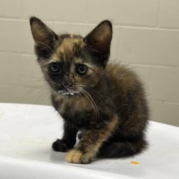 Dara -  Domestic Short Hair Cat for Adoption in Lufkin, Texas - Dara | PetCurious