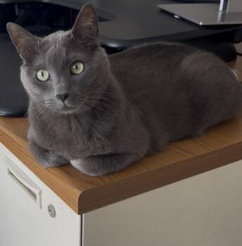 Fitzwilliam -  Tonkinese Cat for Adoption in St. Louis, Missouri - Fitzwilliam | PetCurious