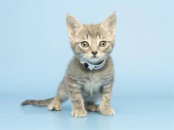 Domestic Short Hair Cats Available for Adoption in Phoenix, Arizona - ASH | PetCurious