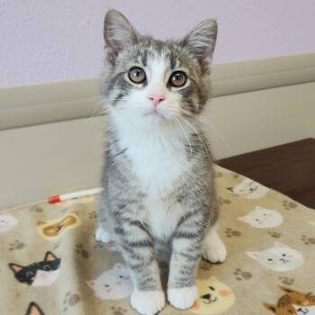 Motorola -  Tabby Cat for Adoption in Marshfield, Wisconsin - Motorola | PetCurious