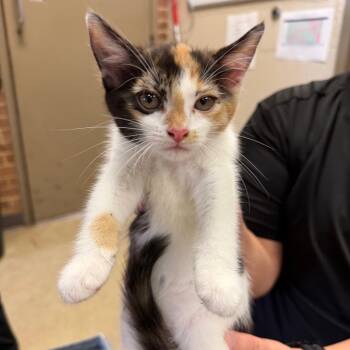 Marbles -  Domestic Short Hair Cat for Adoption in Birmingham, Alabama - Marbles | PetCurious