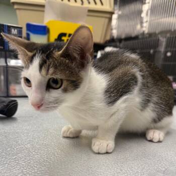 Popoki -  Domestic Short Hair Cat for Adoption in Spokane, Washington - Popoki | PetCurious