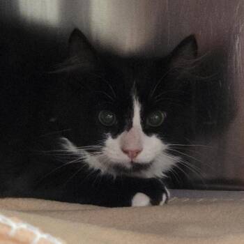 Arctic -  Domestic Medium Hair Cat for Adoption in Kennebunk, Maine - Arctic | PetCurious