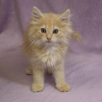 Senna -  Domestic Long Hair Cat for Adoption in Versailles, Kentucky - Senna | PetCurious