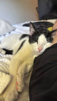 Rescue Turkish Van Cats for Adoption in Dallas, Texas - Steve (New Digs) | PetCurious