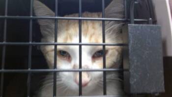 A475466 -  Domestic Short Hair Cat for Adoption in Oklahoma City, Oklahoma - A475466 | PetCurious