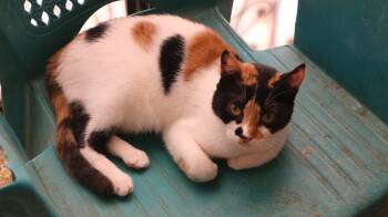Rescue Calico Cats for Adoption in Brampton, Ontario - Lisa M | PetCurious