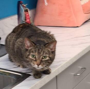 Domestic Short Hair Cats Available for Adoption - Princess | PetCurious