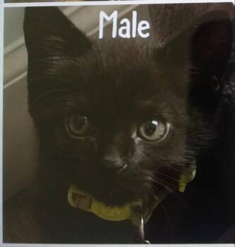 Lonny (At Petsense Rincon) -  Domestic Short Hair Cat for Adoption in PORT WENTWRTH, Georgia - Lonny (At Petsense Rincon) | PetCurious