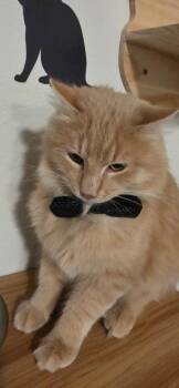 Bennett Burberry -  Domestic Long Hair Cat for Adoption in Miami, Oklahoma - Bennett Burberry | PetCurious