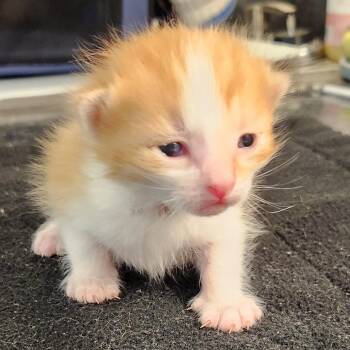 Anthony -  Domestic Long Hair Cat for Adoption in Brighton, Missouri - Anthony | PetCurious