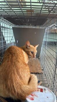Montange Feral 2 -  Domestic Short Hair Cat for Adoption in New Braunfels, Texas - Montange Feral 2 | PetCurious