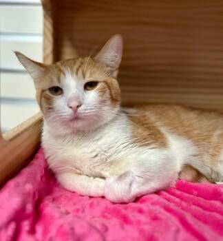 Domestic Short Hair Cats Available for Adoption in New Philadelphia, Ohio - Alex | PetCurious