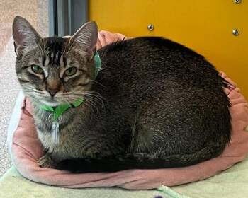 Betty -  Domestic Short Hair Cat for Adoption in Golden, Colorado - Betty | PetCurious