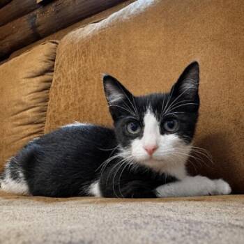 Kidney Bean -  Tuxedo and Domestic Short Hair Cat for Adoption in Friendswood, Texas - Kidney Bean | PetCurious