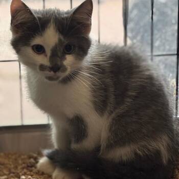 Salsa -  Domestic Short Hair Cat for Adoption in Inwood, West Virginia - Salsa | PetCurious
