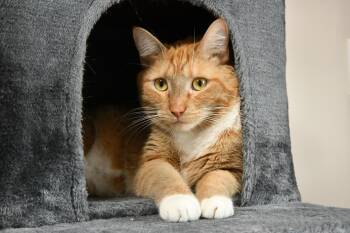 Garth -  Domestic Short Hair Cat Available for Adoption in Fairhope, Alabama - Garth | PetCurious