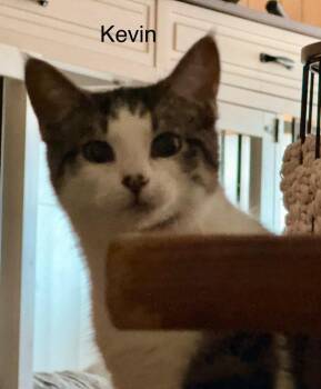 Kevin -  American Shorthair Cat Available for Adoption in The Woodlands, Texas - Kevin | PetCurious