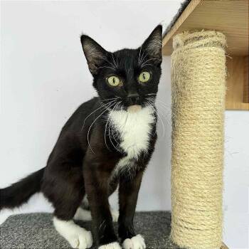 Rescue Domestic Short Hair Cats for Adoption in Hannibal, Missouri - Miss Jackson | PetCurious