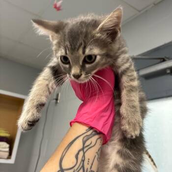 Habanero -  Domestic Short Hair Cat for Adoption in Greenville, South Carolina - Habanero | PetCurious