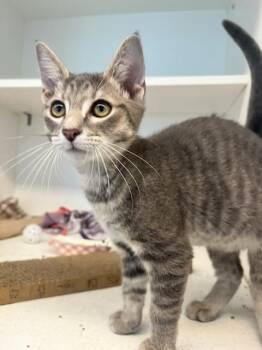 Allen (ID 55214) -  Domestic Short Hair Cat for Adoption in Manassas, Virginia - Allen (ID 55214) | PetCurious