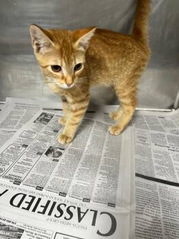 Claire -  Domestic Short Hair Cat for Adoption in Hopkinsville, Kentucky - Claire | PetCurious