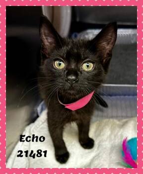 ECHO/SOOT see also WREN -  Domestic Short Hair and Bombay Cat for Adoption in Marietta, Georgia - ECHO/SOOT See Also WREN | PetCurious
