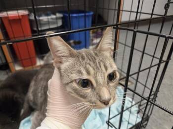SWIFT -  Domestic Short Hair Cat for Adoption in Kent, Washington - SWIFT | PetCurious